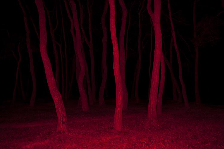 Untitled (Red) - Augustin Rebetez Augustin Rebetez, Augustin Rebetez, Forrest (Red)